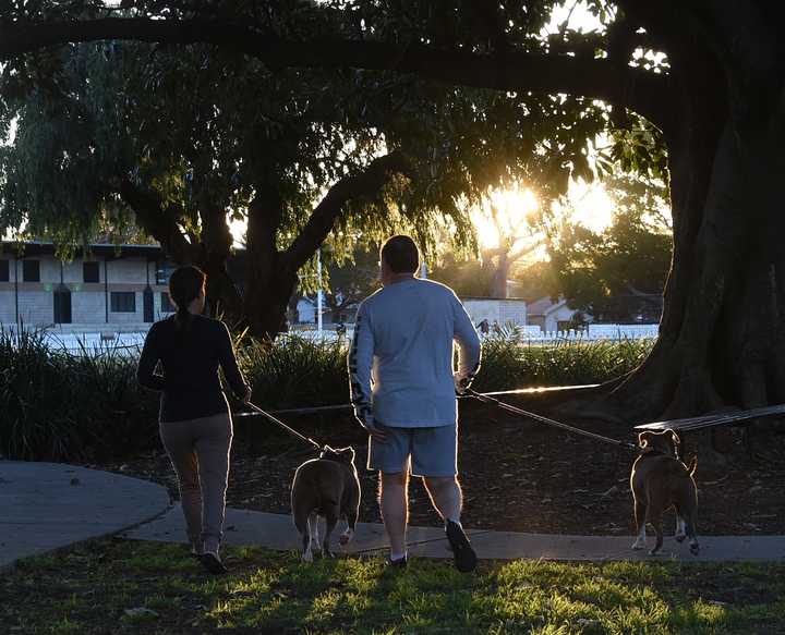 Daily dog walks aren’t just good for pups—they help people stay active too.
  
