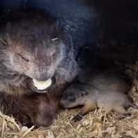 <p>Punxsutawney Phil's wife Phyllis and their twins: Sunny and Shadow, whose names were revealed on Mother's Day 2024.&nbsp;</p>