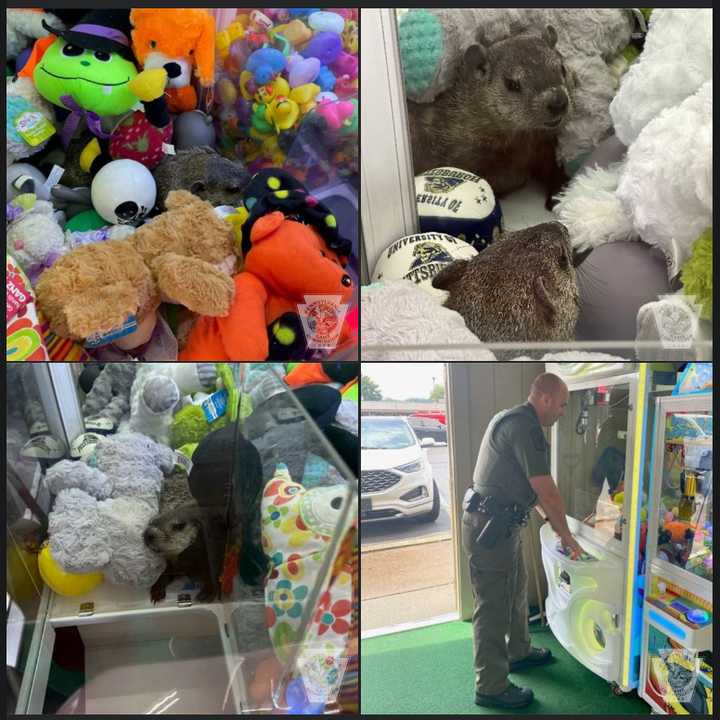 A groundhog trapped in a claw machine.&nbsp;