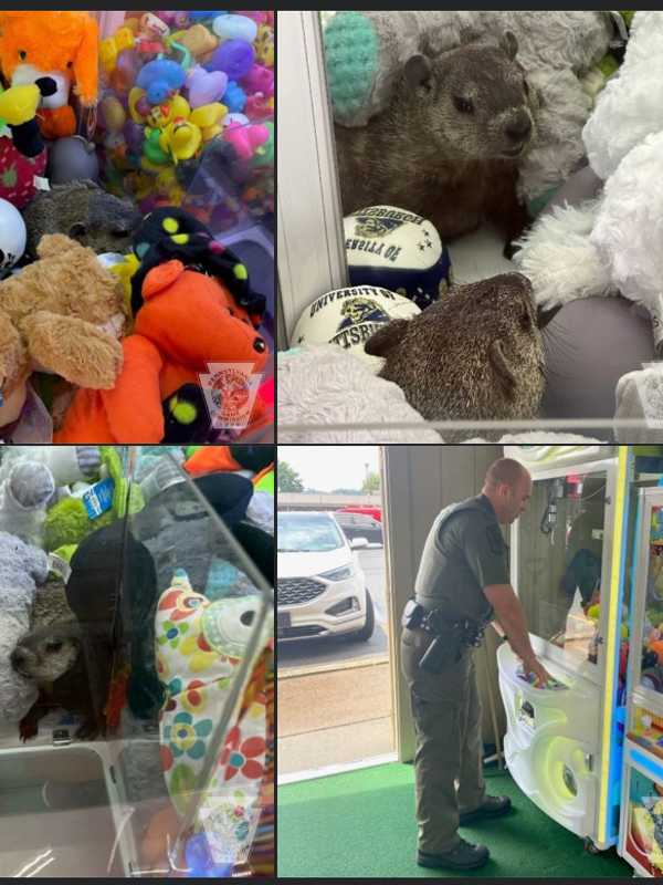 Real Groundhog Found Playing In Claw Machine At PA Arcade