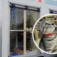 Cat 'Mobile' Adorable Adoptions Rolling To Penn State Berks