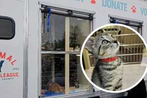 Cat 'Mobile' Adorable Adoptions Rolling To Penn State Berks