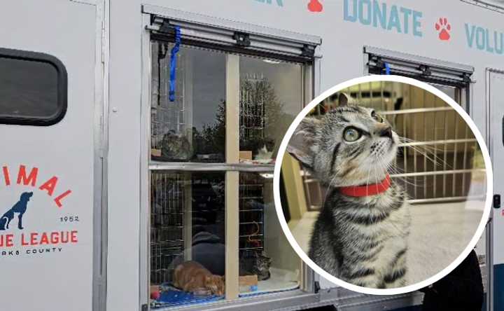 The Animal Rescue League cat adoption mobile.