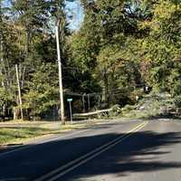 <p>The scene of the downed trees in Doylestown.&nbsp;</p>