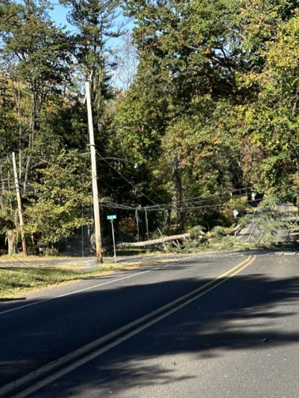 Fallen Tree Pulls Powerlines Down Closing Road In Doylestown: Police