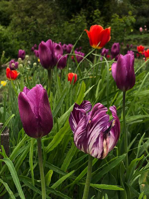 Mother’s Day 2025 Is In Full Bloom — Here’s What Everyone’s Giving