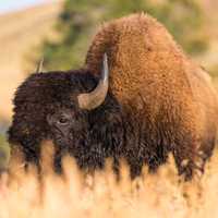 NJ Man Gored By Bison At Yellowstone National Park: NPS