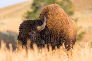 Randolph Man Gored By Bison At Yellowstone National Park: NPS