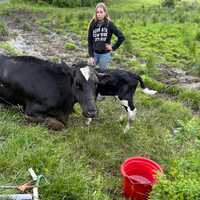 <p>A postpartum cow was reunited with her calf after getting stuck in the mud.</p>