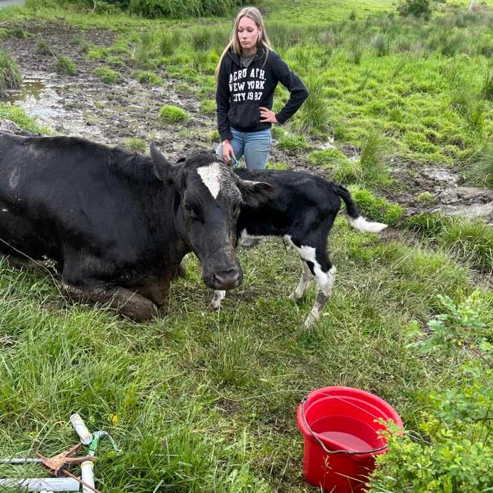 A postpartum cow was reunited with her calf after getting stuck in the mud.