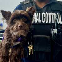 <p>One of the dozens of dogs rescued from the rowhome in Baltimore.</p>