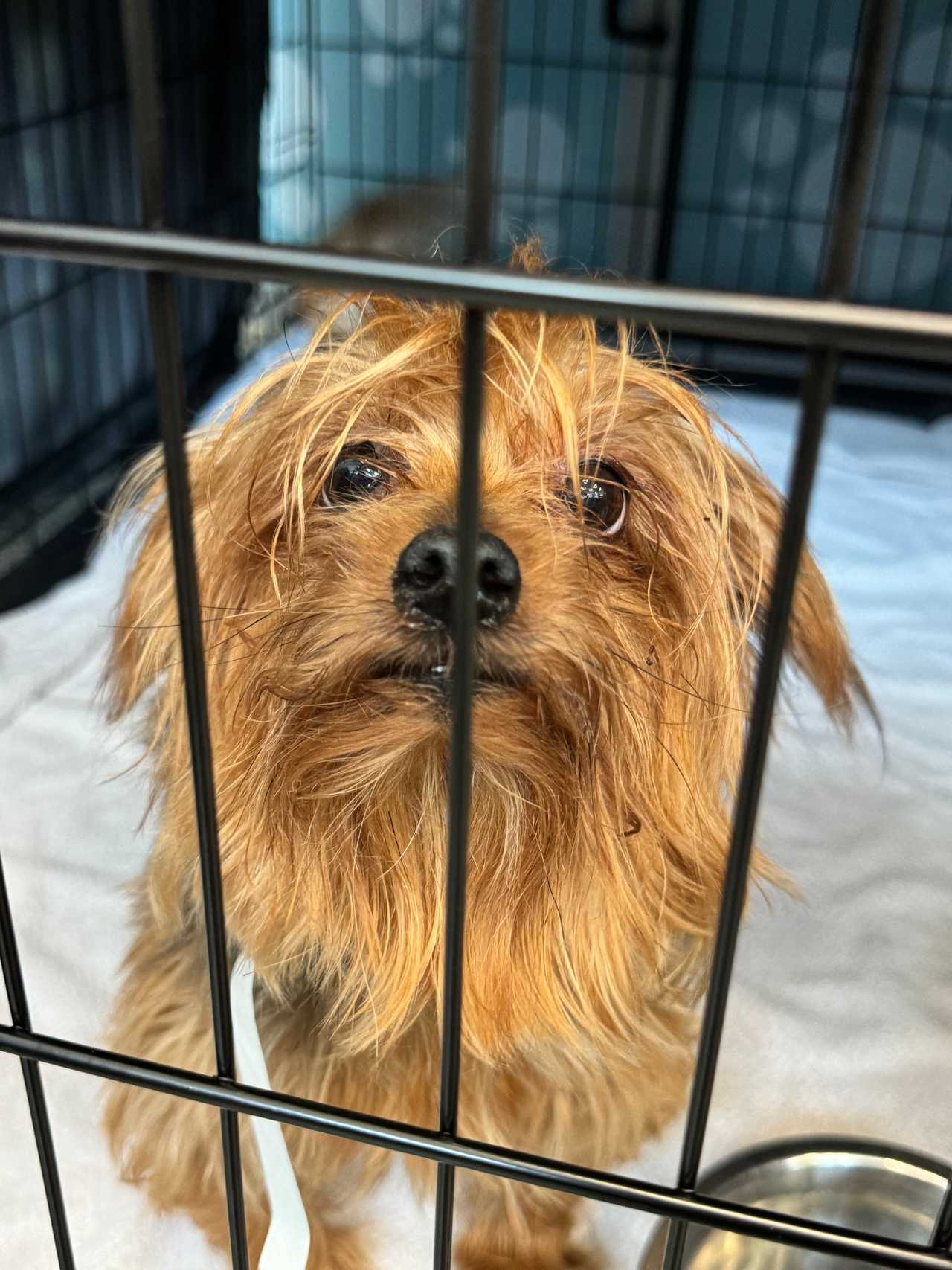 Donations, Foster Homes Needed After 83 Dogs, Cat, Rescued From