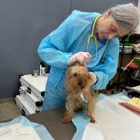 <p>One of the dozens of dogs rescued from the rowhome in Baltimore.</p>