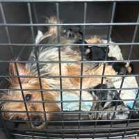 <p>One of the dozens of dogs rescued from the rowhome in Baltimore.</p>