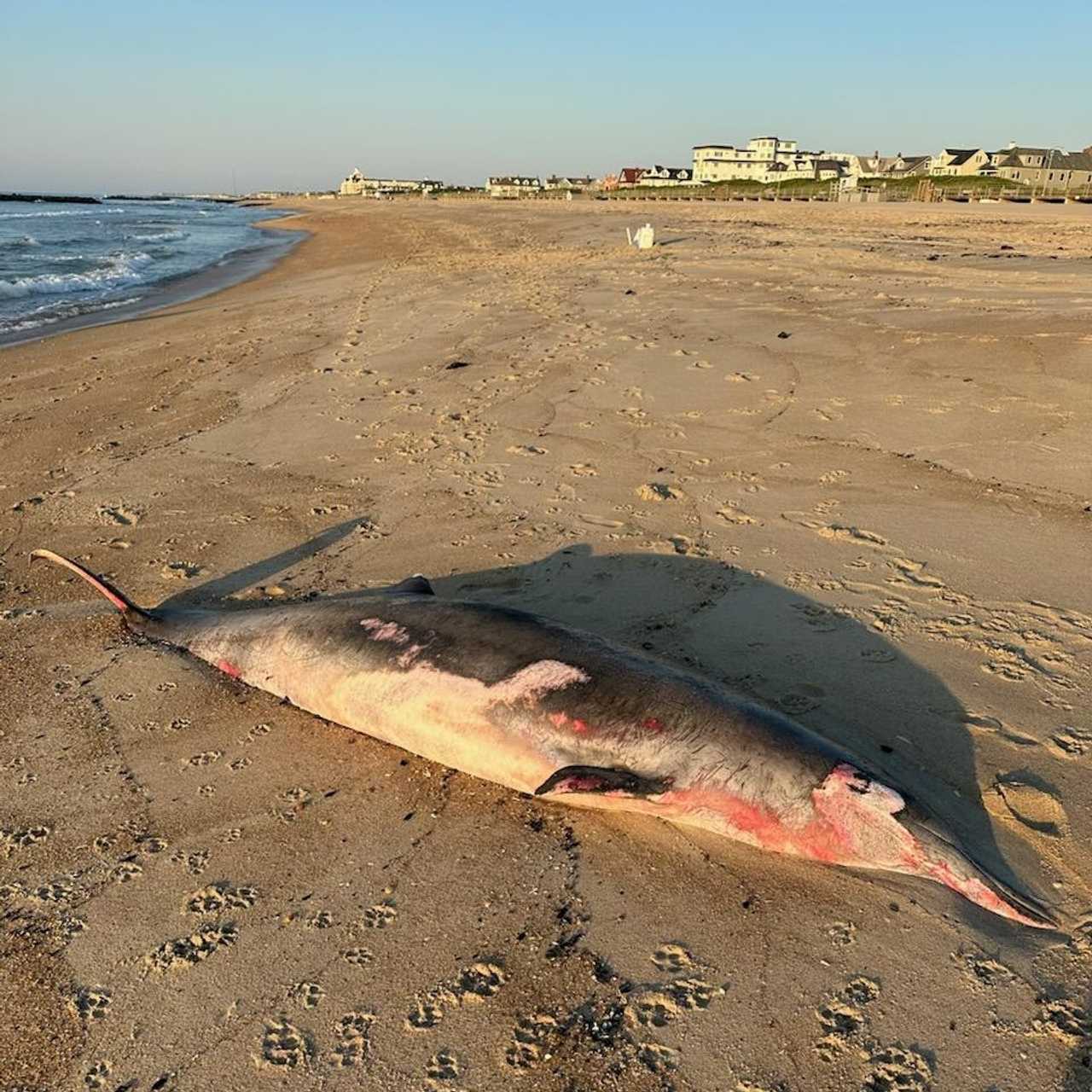 Beaked Whale Found Dead On Jersey Shore Beach, Second Discovered In ...