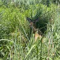 <p>The young deer's mother watched the rescue from a distance.&nbsp;</p>