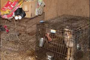 Dead Dogs, 24 Other Pets Found Living In Deplorable Conditions At Loudoun County Home