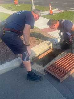 Westport Firefighters, Animal Control Race To Save Trapped Kittens