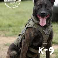 <p>K-9 Remi</p>