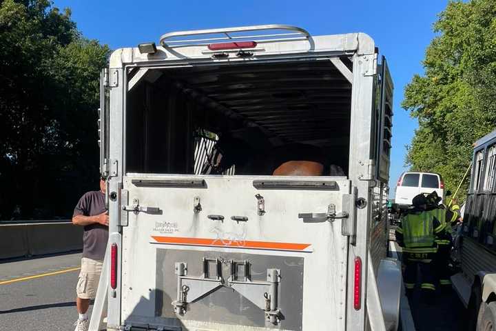 Horses Extricated From Trailer In NJ Turnpike Cherry Hill Crash, Firefighters Say