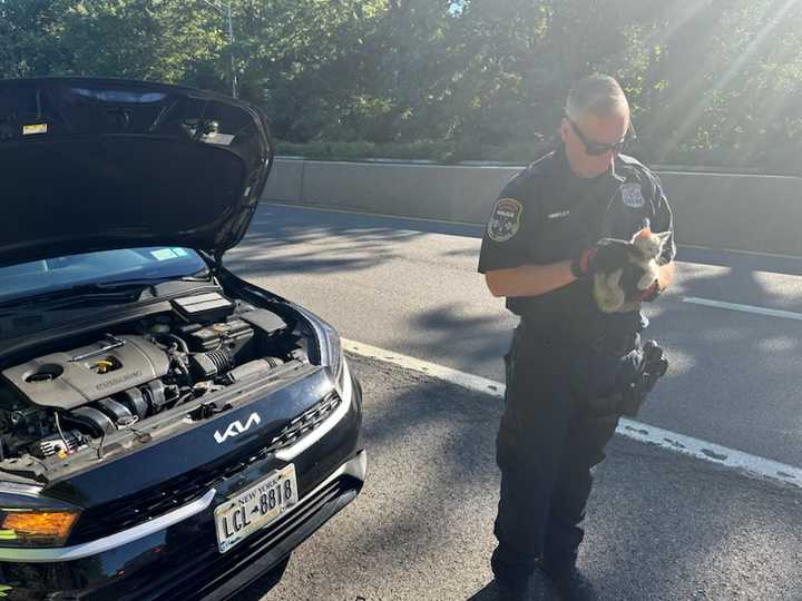 Engine the kitten was rescued from under the hood of a car on the Saw Mill River Parkway in Yonkers.&nbsp;