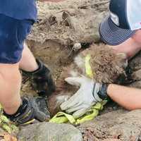 Missing 17-Year-Old Cocker Spaniel Saved From Culvert Pipe In Spotsylvania