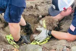 Missing 17-Year-Old Cocker Spaniel Saved From Culvert Pipe In Spotsylvania