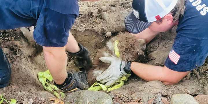 The dog was rescued from the pipe.