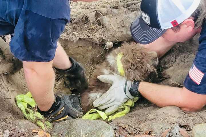 Missing 17-Year-Old Cocker Spaniel Saved From Culvert Pipe In Spotsylvania