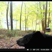 Bear Captured On Camera In North Salem: Here's Where