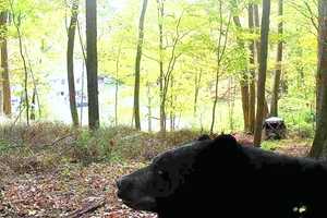 Bear Caught On Camera In Hudson Valley: Here's Where