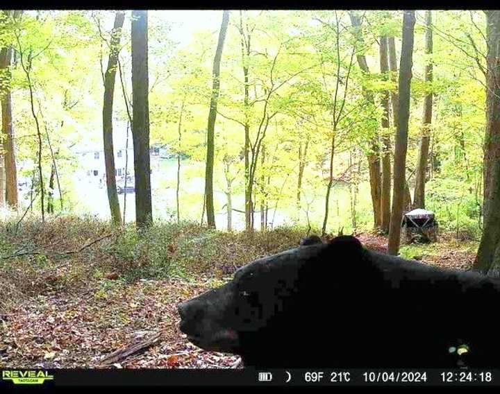 An image of the bear was captured on Friday, Oct. 4 behind a residence on Titicus Road in North Salem.