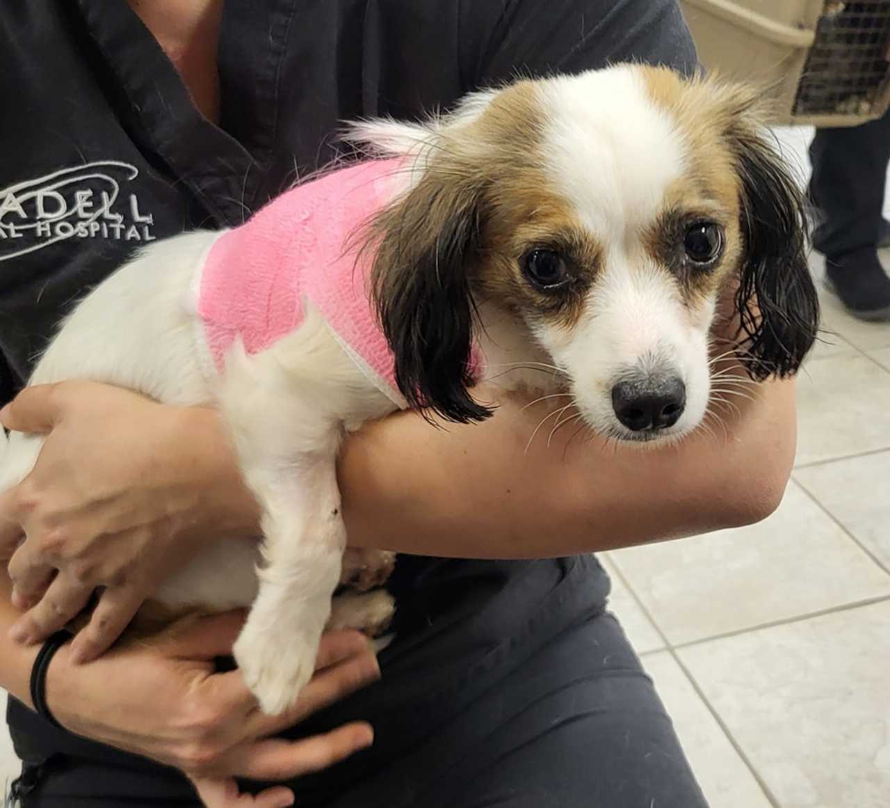 Dog Struck By Car In Route 4 In Hackensack Almost Ready For Adoption