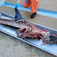 Dolphin Found Butchered On Jersey Shore Beach, Marine Biologists Investigating