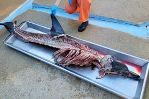 Dolphin Found Butchered On Allenhurst Beach, Marine Biologists Investigating