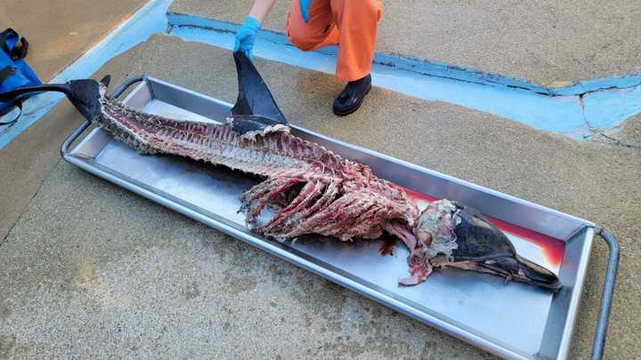 A dolphin found butchered in Allenhust, NJ, on October 30, 2024.