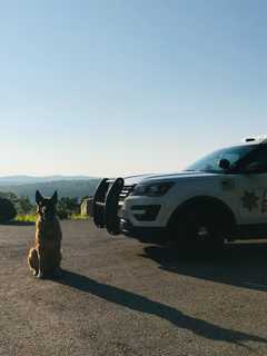 Beloved K9 Who Served With 'Gentlemanly Attitude' In Putnam Dies