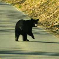 5 Black Bears Struck By Cars This Week Sparking Safety Warning At Delaware Water Gap