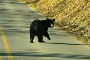 5 Black Bears Struck By Cars This Week Sparking Safety Warning At Delaware Water Gap