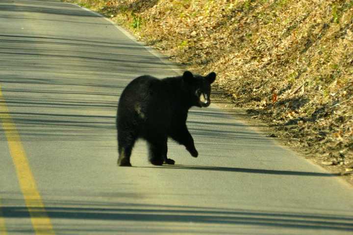 5 Black Bears Struck By Cars This Week Sparking Safety Warning At Delaware Water Gap