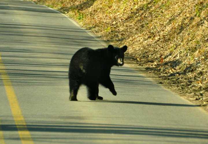 A black bear looks at the camera while crossing the road.