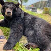 <p>"Honey" the black bear before her in-captivity death at the Holtsville Ecology Site &amp; Animal Preserve.</p>