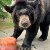 <p>"Honey" the black bear before her in-captivity death at the Holtsville Ecology Site &amp; Animal Preserve.</p>