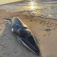 Whale In 'Extremely Poor' Health Euthanized On Sunset Beach, Marine Biologists Say (UPDATE)