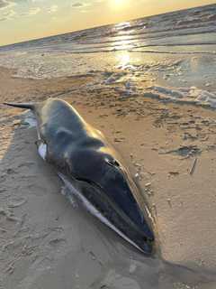 Whale In 'Extremely Poor' Health Euthanized On NJ Beach, Marine Biologists Say (UPDATE)