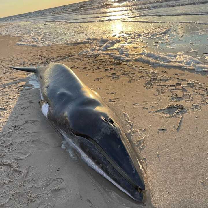 A minke whale washed ashore on Sunset Beach in Lower Township, NJ, on December 3, 2024.
  
