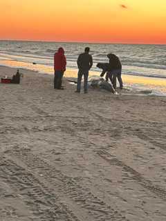 Whale Washes Up On Sunset Beach In Lower Township