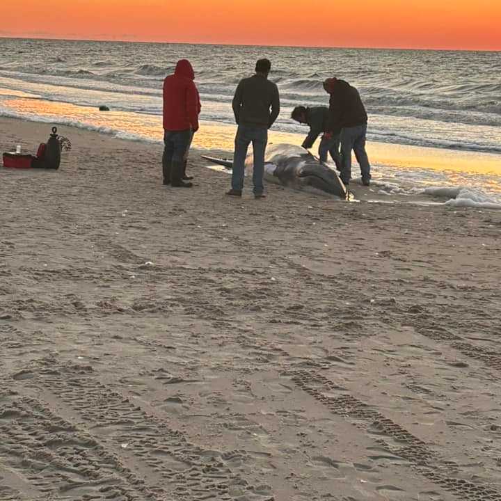 The whale washed-ashore on Sunset beach.