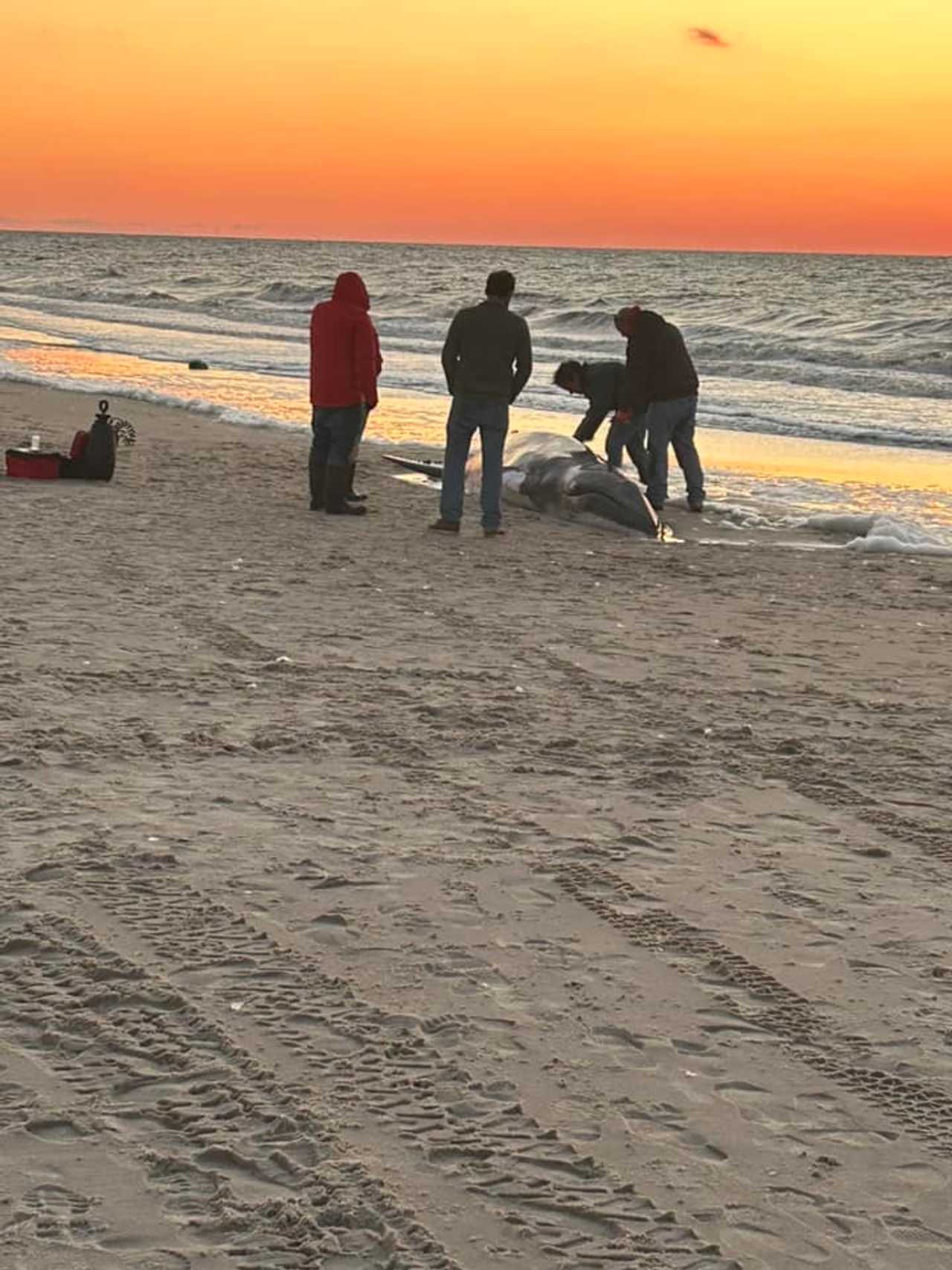 Whale washes up on sunset beach in lower township villas lower