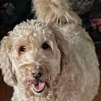 Driver, 28, Seriously Injures Golden Doodle, Leaves Crash Scene In Brewster, SPCA Says